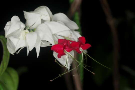 Слика од Clerodendrum thomsoniae Balf. fil.