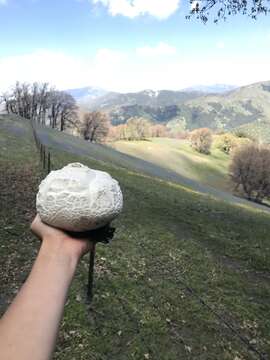 Image of Western giant puffball