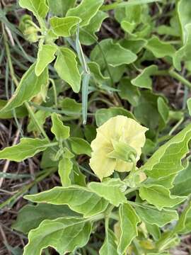 Physalis viscosa L. resmi