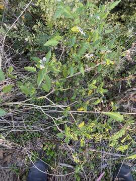 Image of forked nightshade