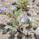 Plancia ëd Sclerophylax cynocrambe (Griseb.) Griseb.