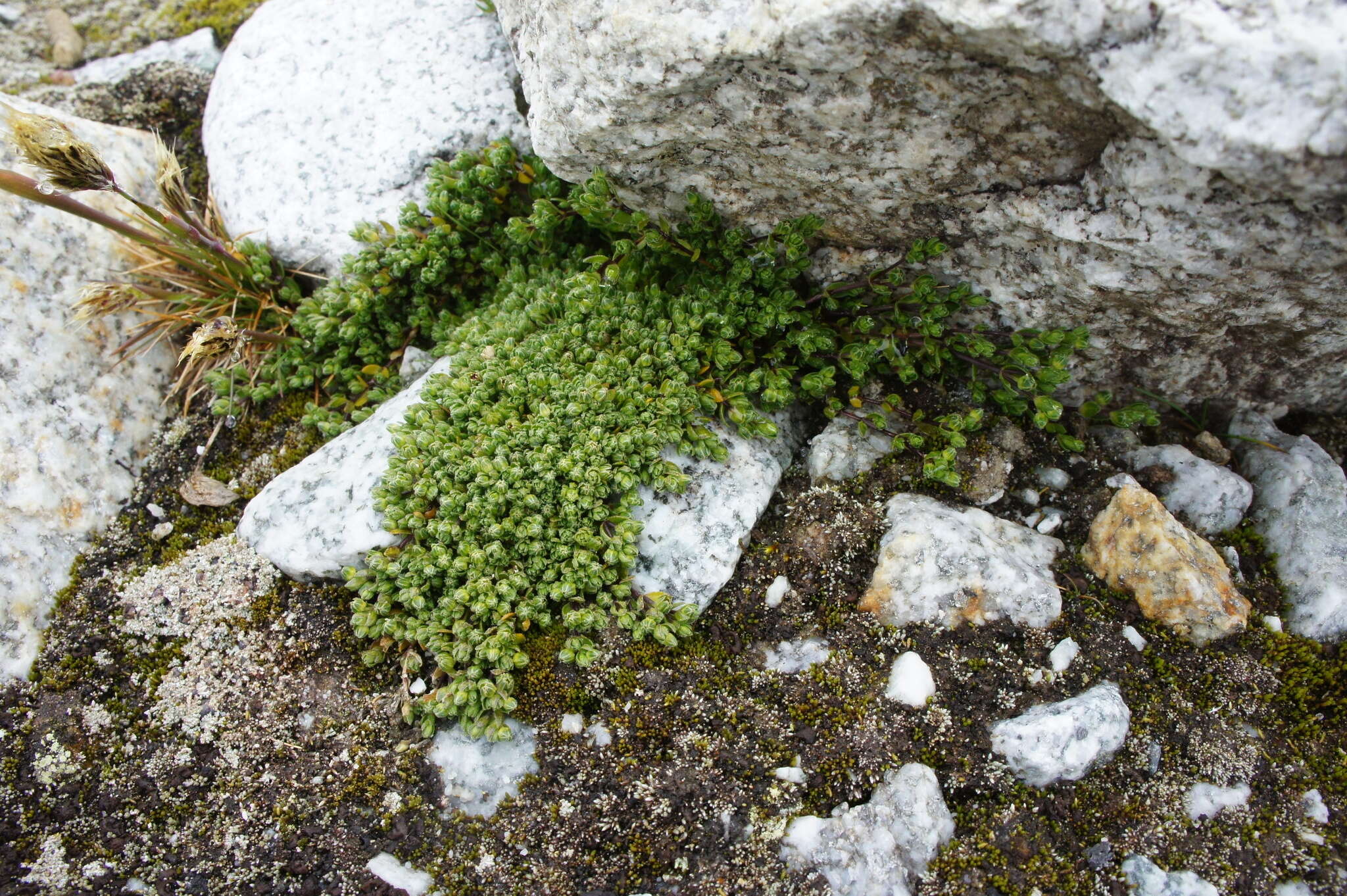 Plancia ëd Arenaria boliviana F. Williams