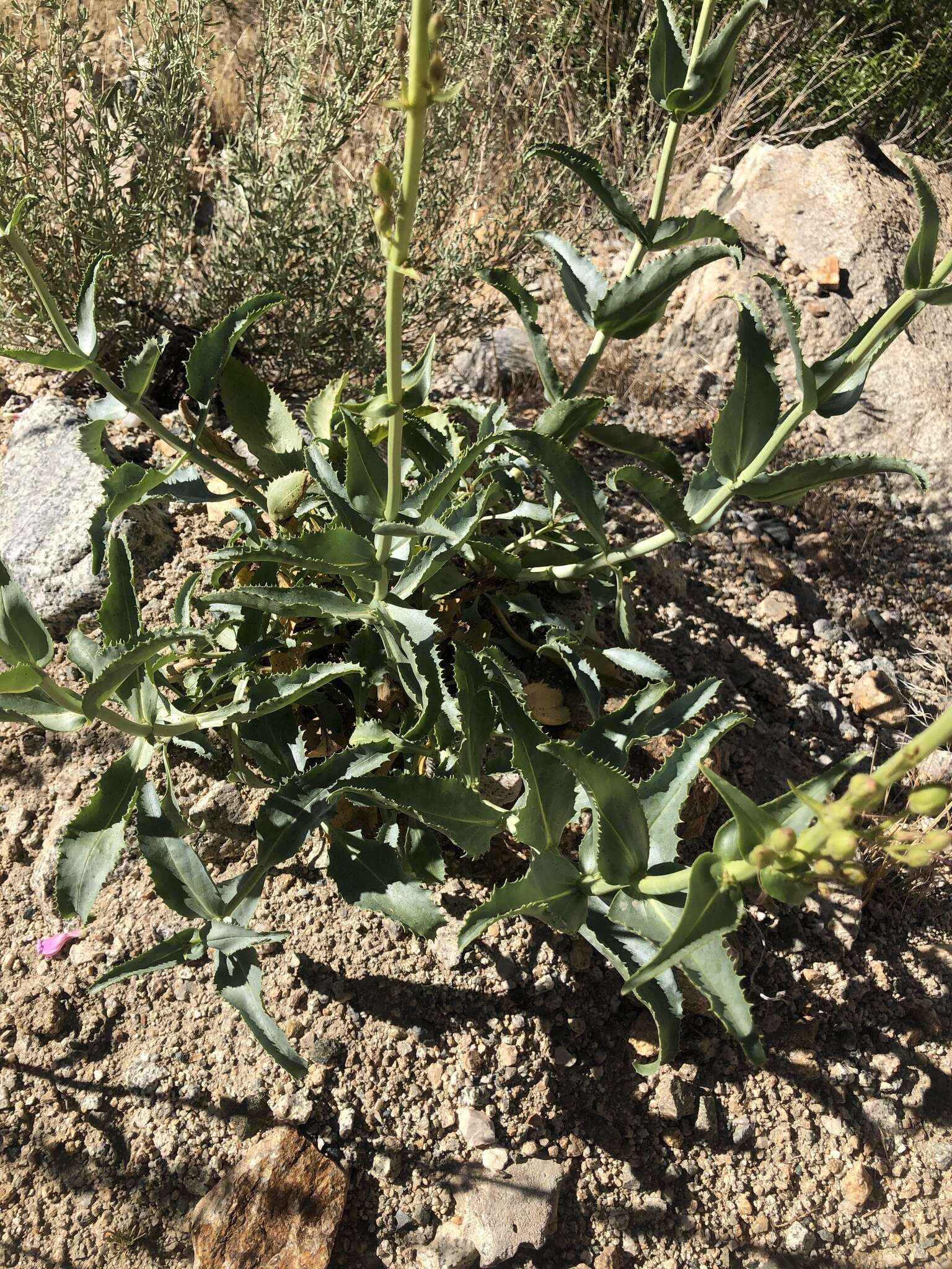 Image of Wassuk Range beardtongue