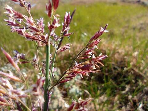 Image of polargrass