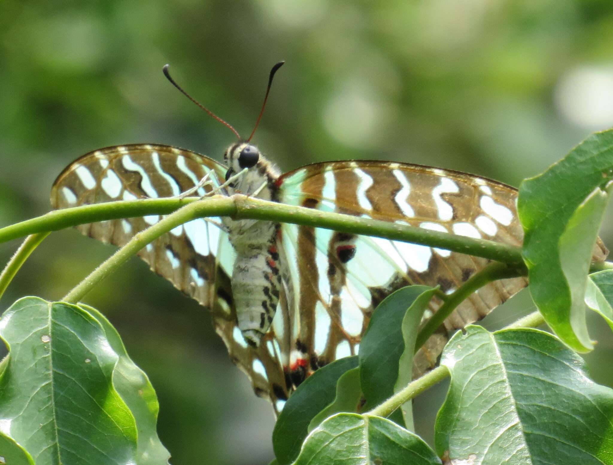 Image of Graphium antheus (Cramer (1779))