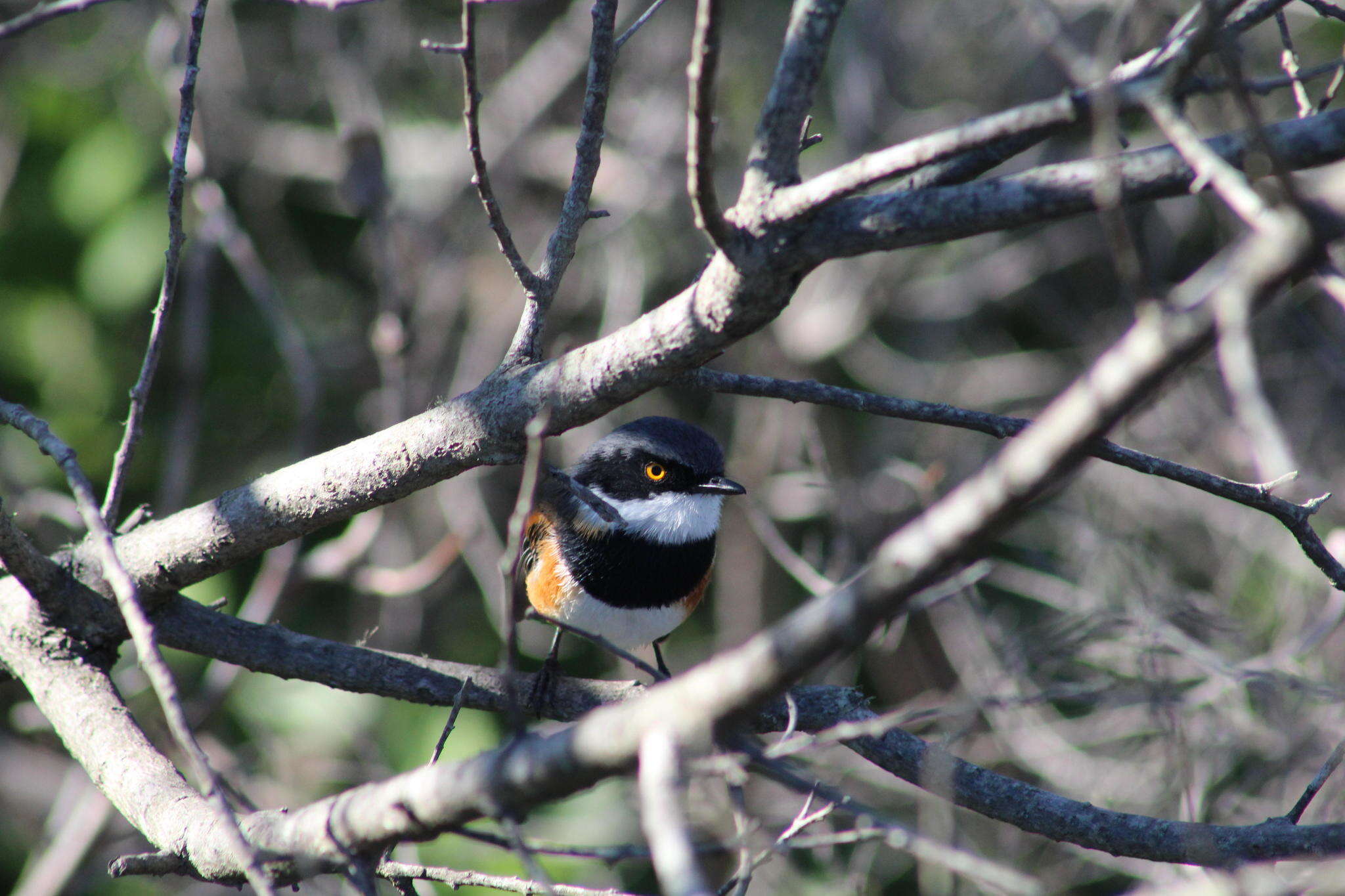 Image of Batis capensis capensis (Linnaeus 1766)