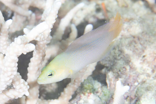 Image de Pseudochromis fuscus Müller & Troschel 1849