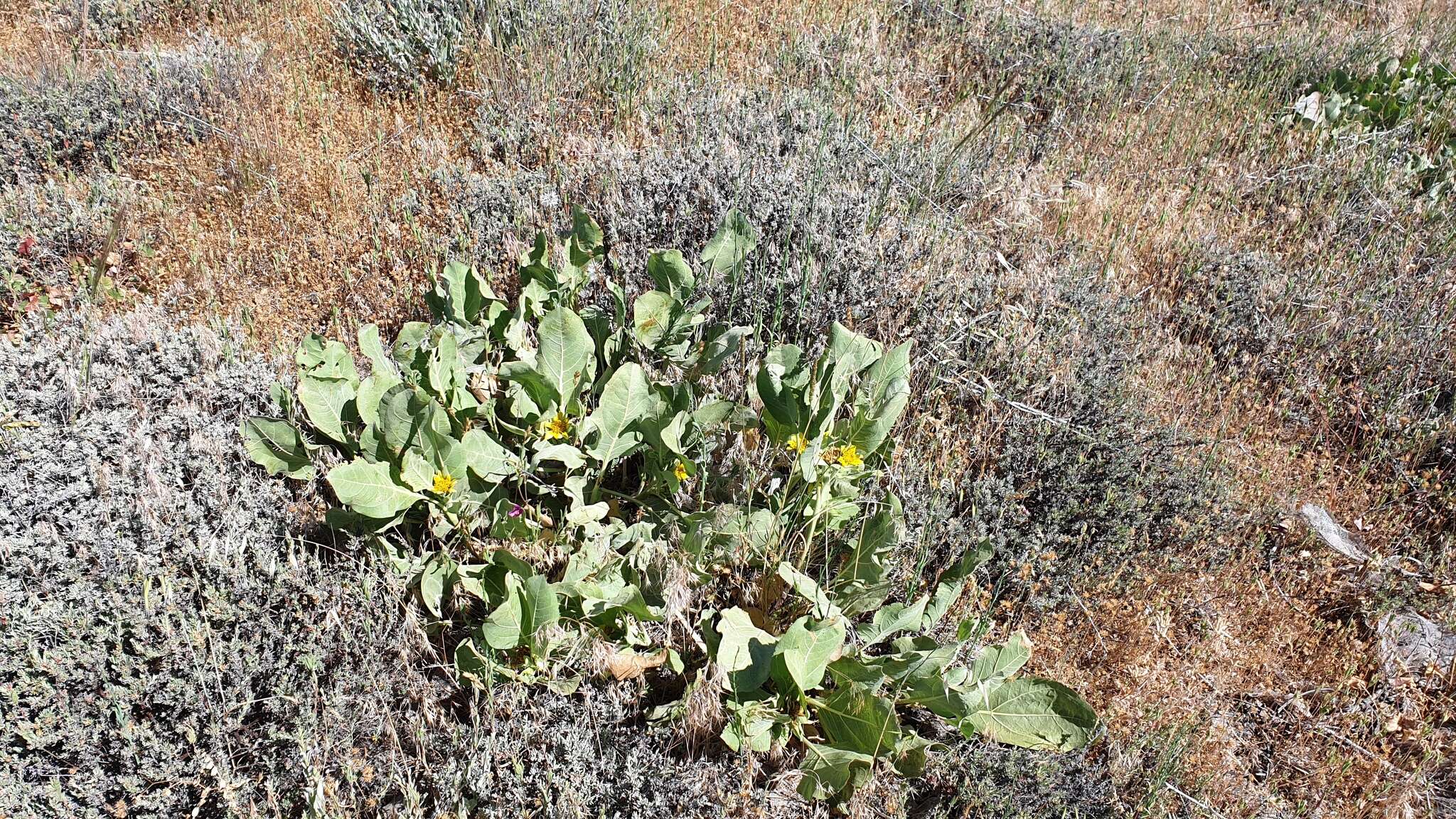 Image of southern mule-ears