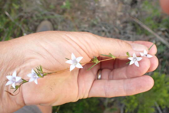 Image of Wahlenbergia fruticosa Brehmer