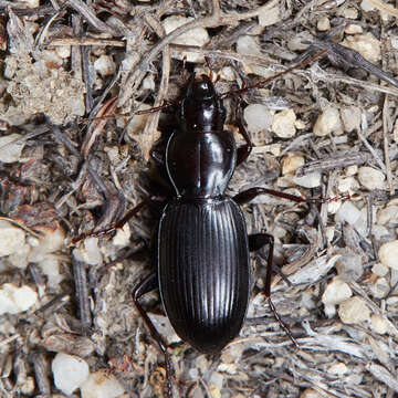 Image of Pterostichus (Hypherpes) protensiformis (Casey 1924)