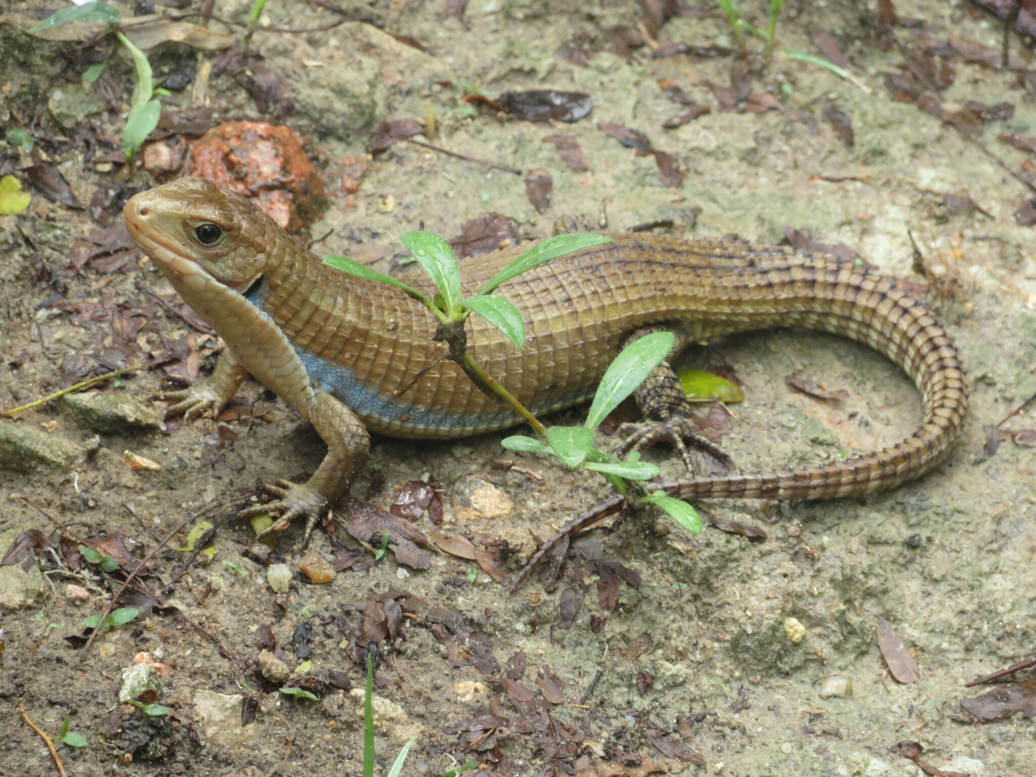 Image of Great Plated Lizard