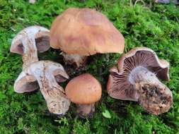 Image of Cortinarius quercophilus Y. Lamoureux, Lebeuf, A. Paul & J. Landry