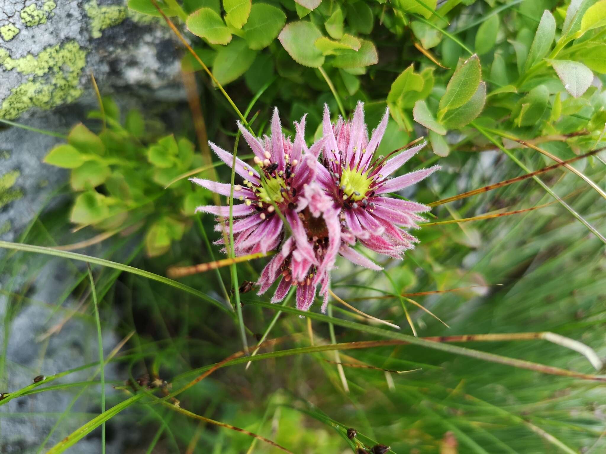 Image of Sempervivum montanum subsp. carpaticum Wettst. ex Hayek