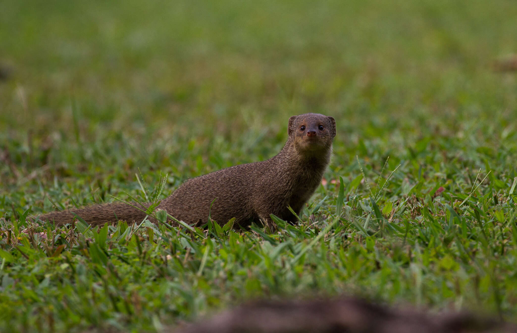 Image of <i>Urva auropunctata</i>