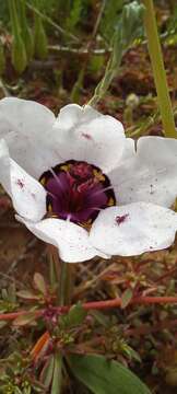 Image of Cape buttercup