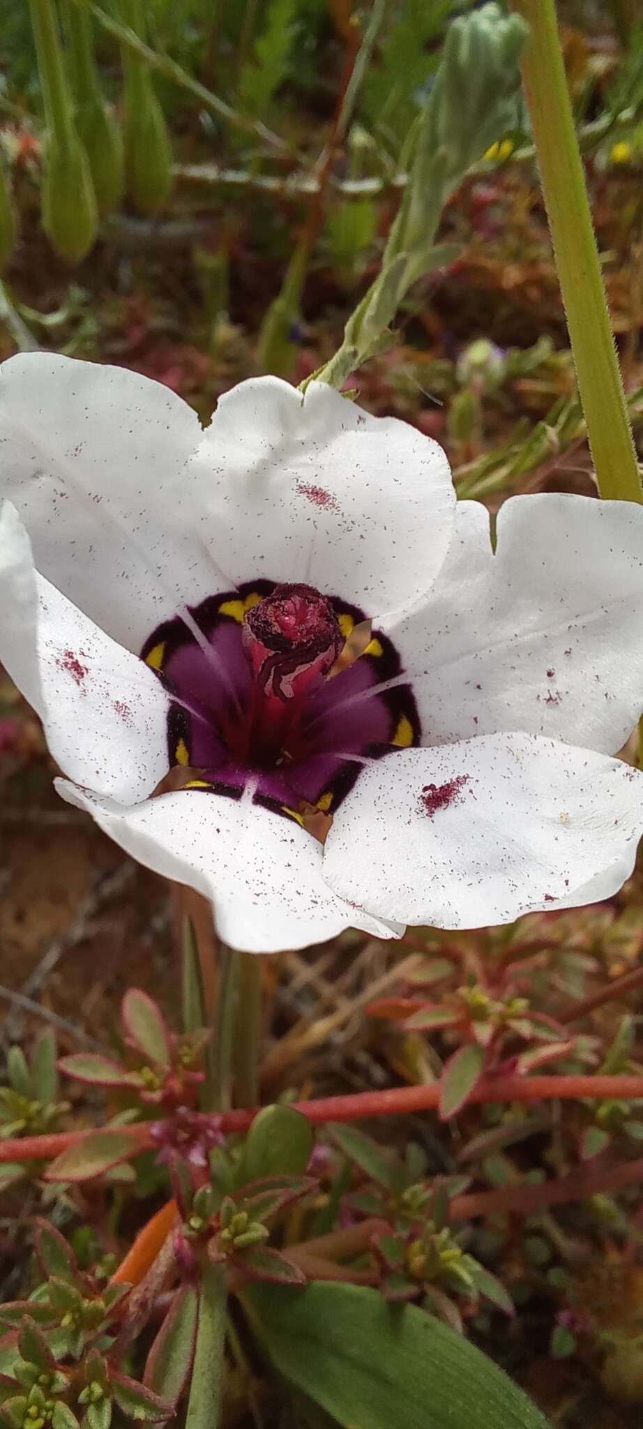 Imagem de Sparaxis elegans (Sweet) Goldblatt