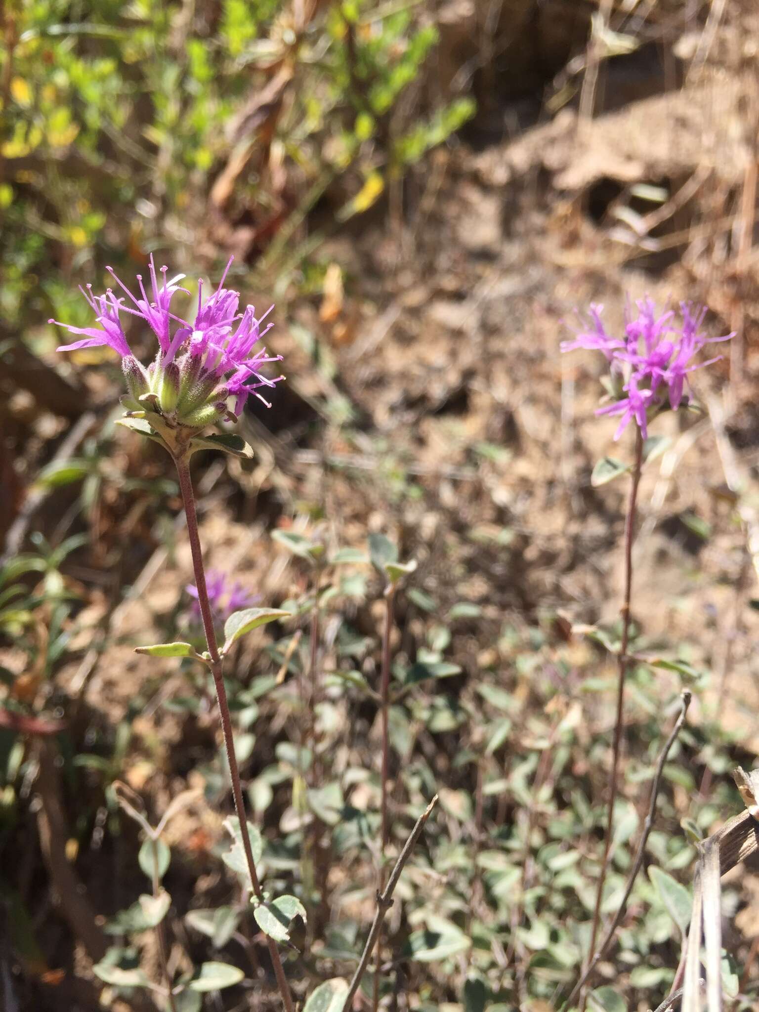 Image de Monardella purpurea Howell