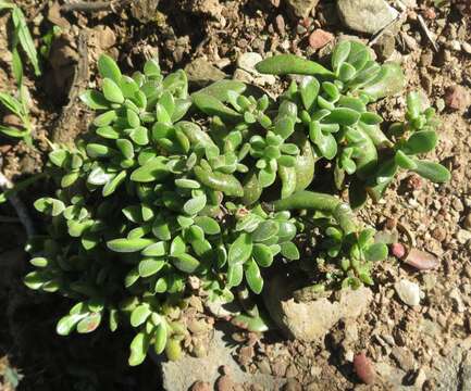 Image of Crassula pubescens Thunb.