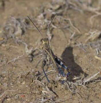 Image of Blue-legged Grasshopper