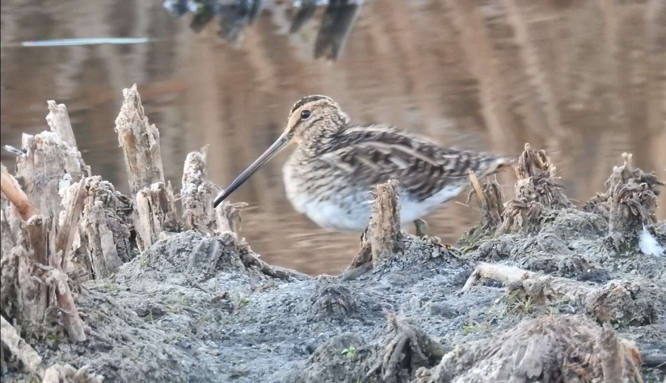 Gallinago nigripennis nigripennis Bonaparte 1839 resmi