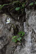 Image of Ranunculus bilobus Bertol.