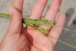 Image of Sand Flat Sedge