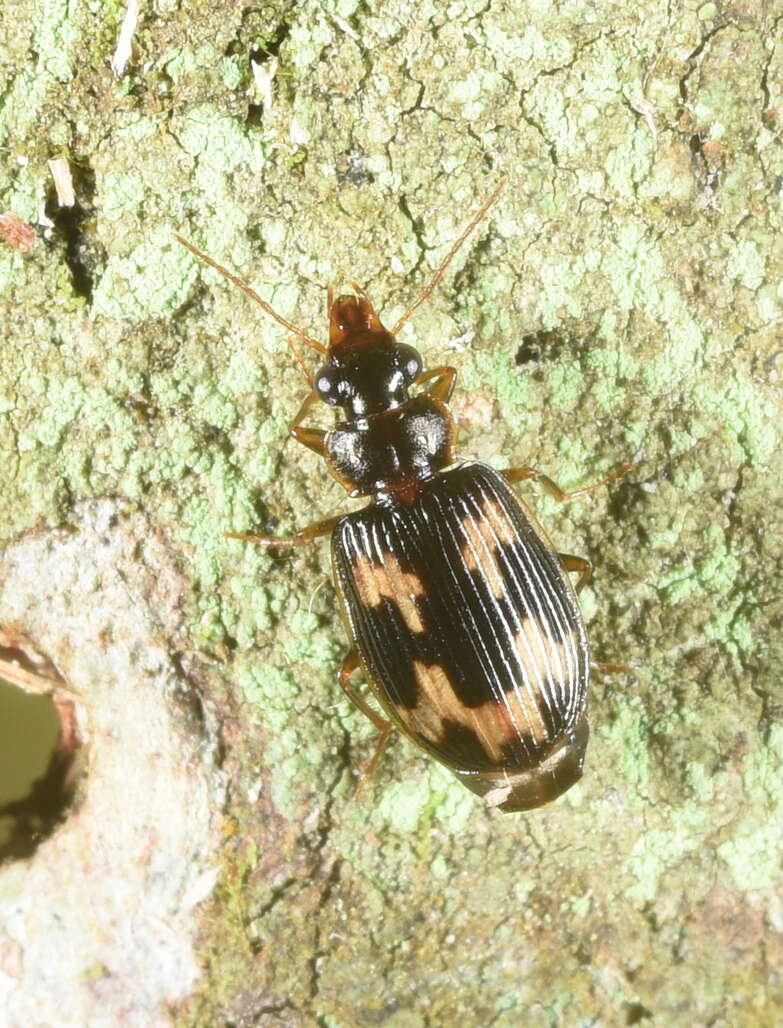 Image of Coptodera (Coptoderina) taiwana (Nakane 1956)