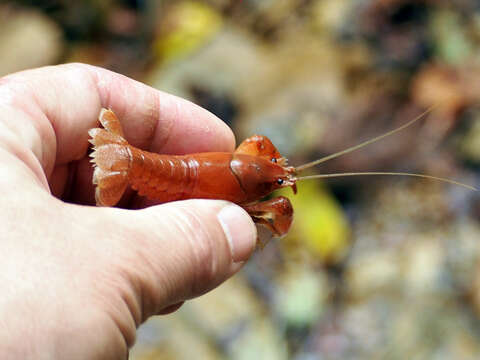 Imagem de Cambarus bartonii cavatus Hay 1902