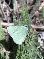 Image of <i>Callophrys <i>affinis</i></i> affinis