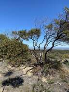 Image of Monterey manzanita