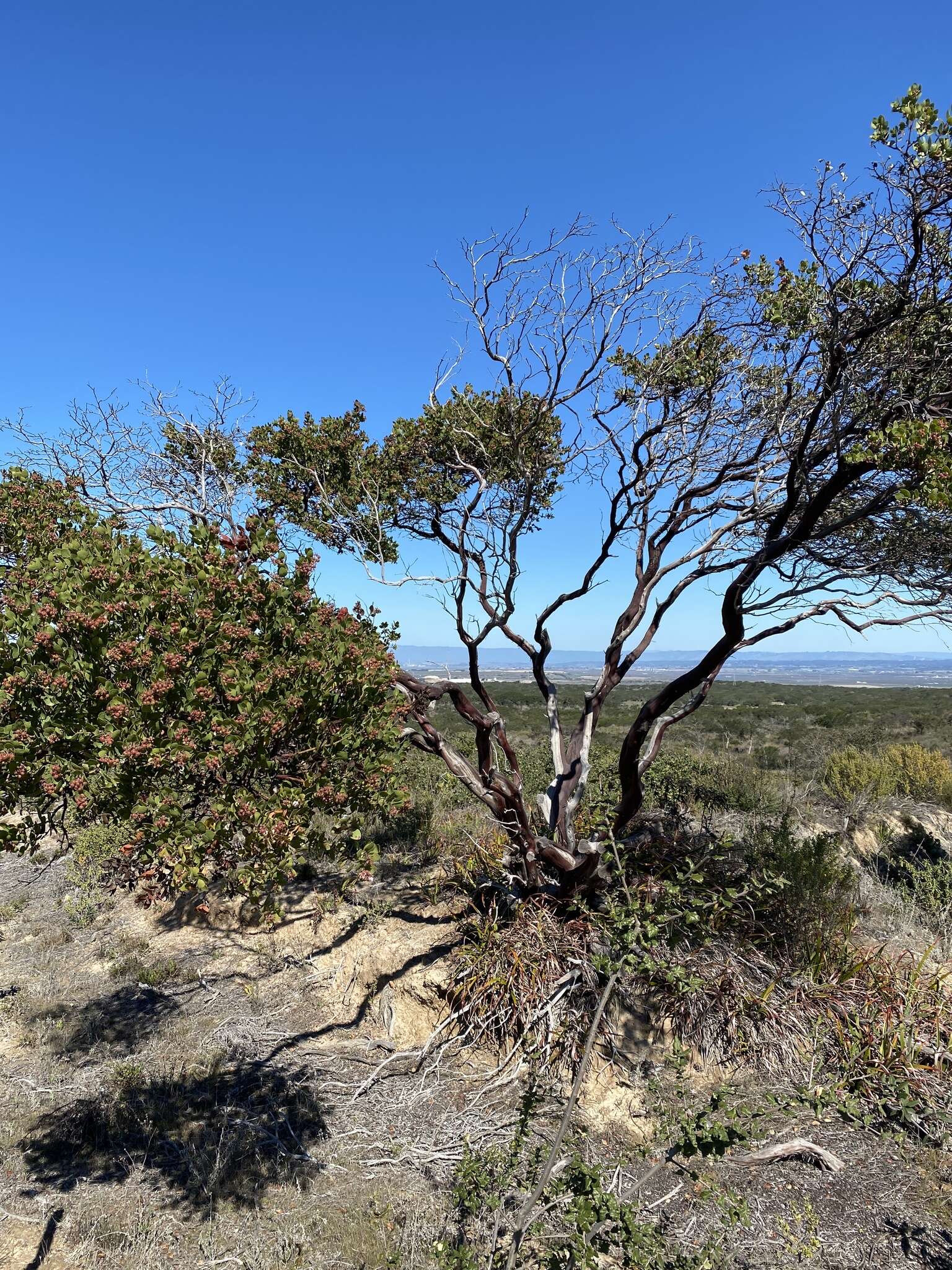 Image of Monterey manzanita