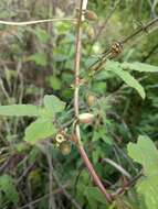 Слика од Passiflora exsudans Zucc.