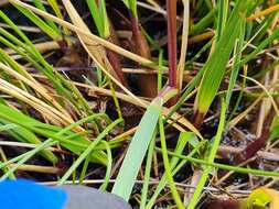 Image of Chionochloa ovata (Buchanan) Zotov