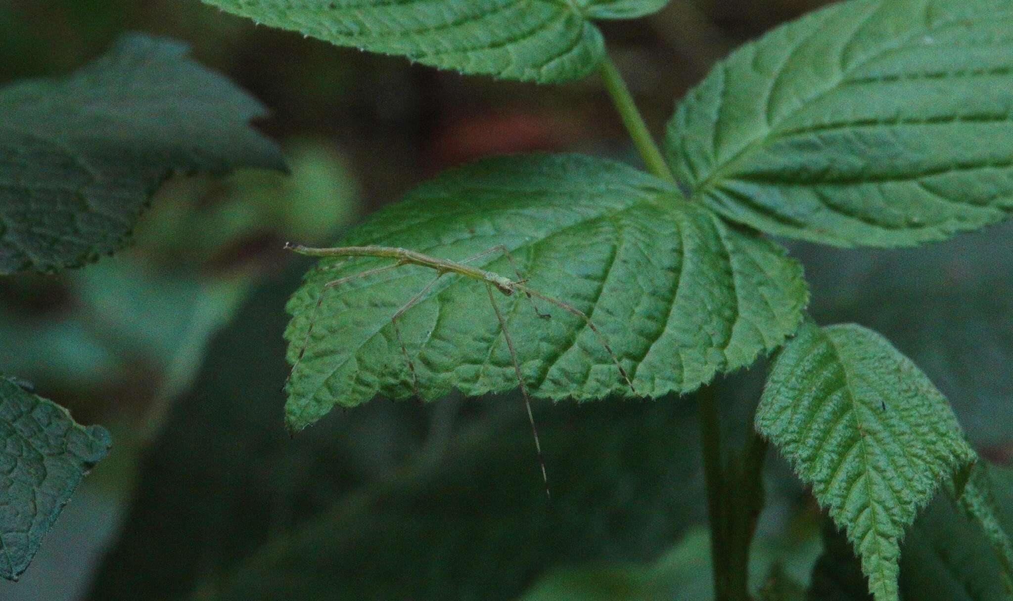 Image of Phraortes liaoningensis Chen, S. C. & Y. H. He 1991