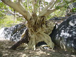 Image of Ficus petiolaris subsp. palmeri (S. Watson) Felger