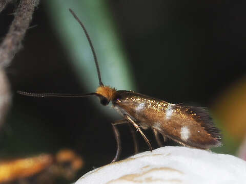 Imagem de Micropterix imperfectella Staudinger 1859