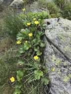 Image of Mountain Avens