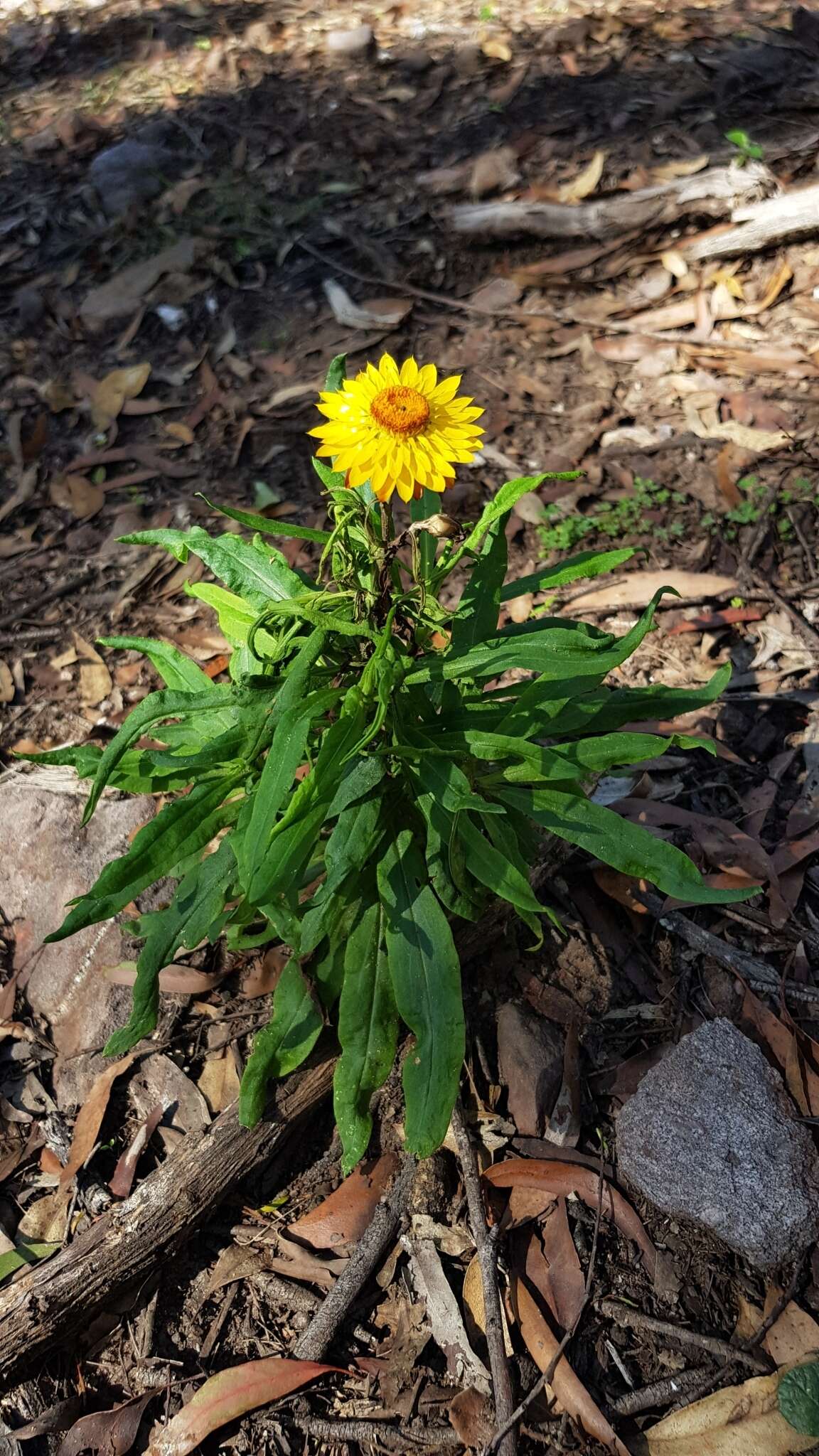 Plancia ëd Xerochrysum bracteatum (Vent.) Tzvelev