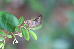 Image of <i>Sostrata nordica</i> Evans 1953