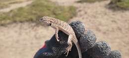 Image of Tschudi's Pacific Iguana