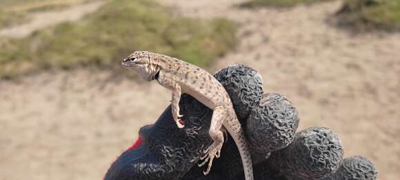 Image of Tschudi's Pacific Iguana