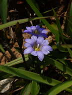 صورة <i>Gentiana loureiroi</i> (G. Don) Grisebach