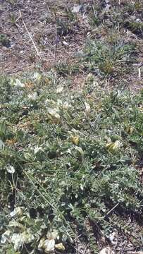 Image of Astragalus rupifragus Pall.