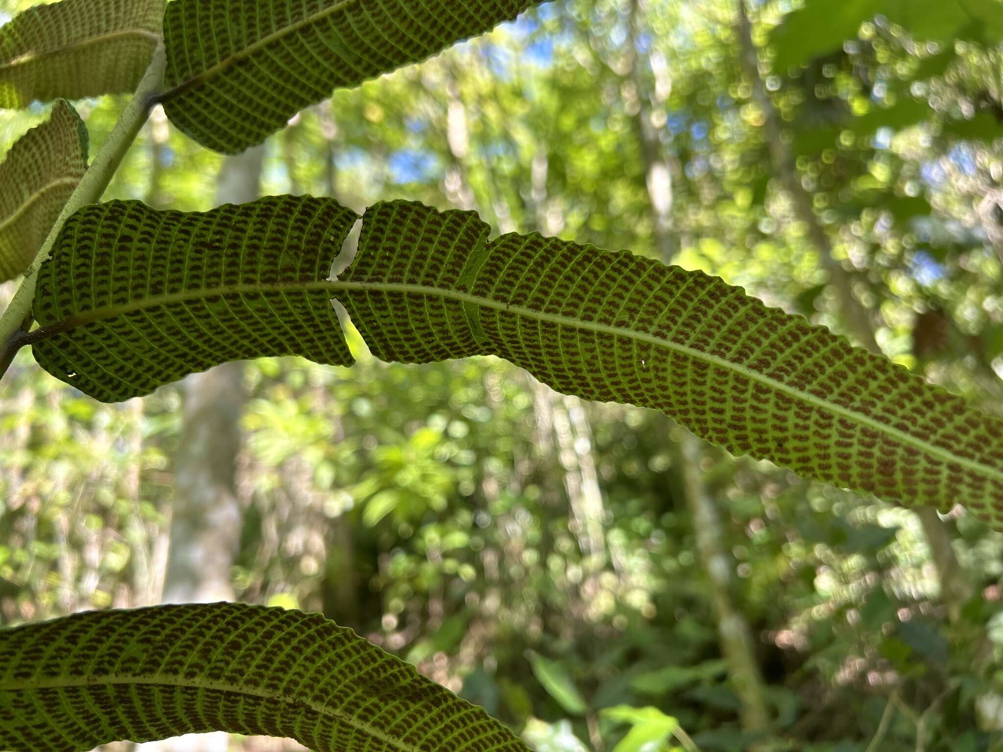 Слика од Meniscium reticulatum (L.) Sw.