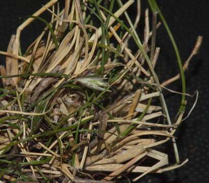 صورة Rytidosperma maculatum (Zotov) Connor & Edgar