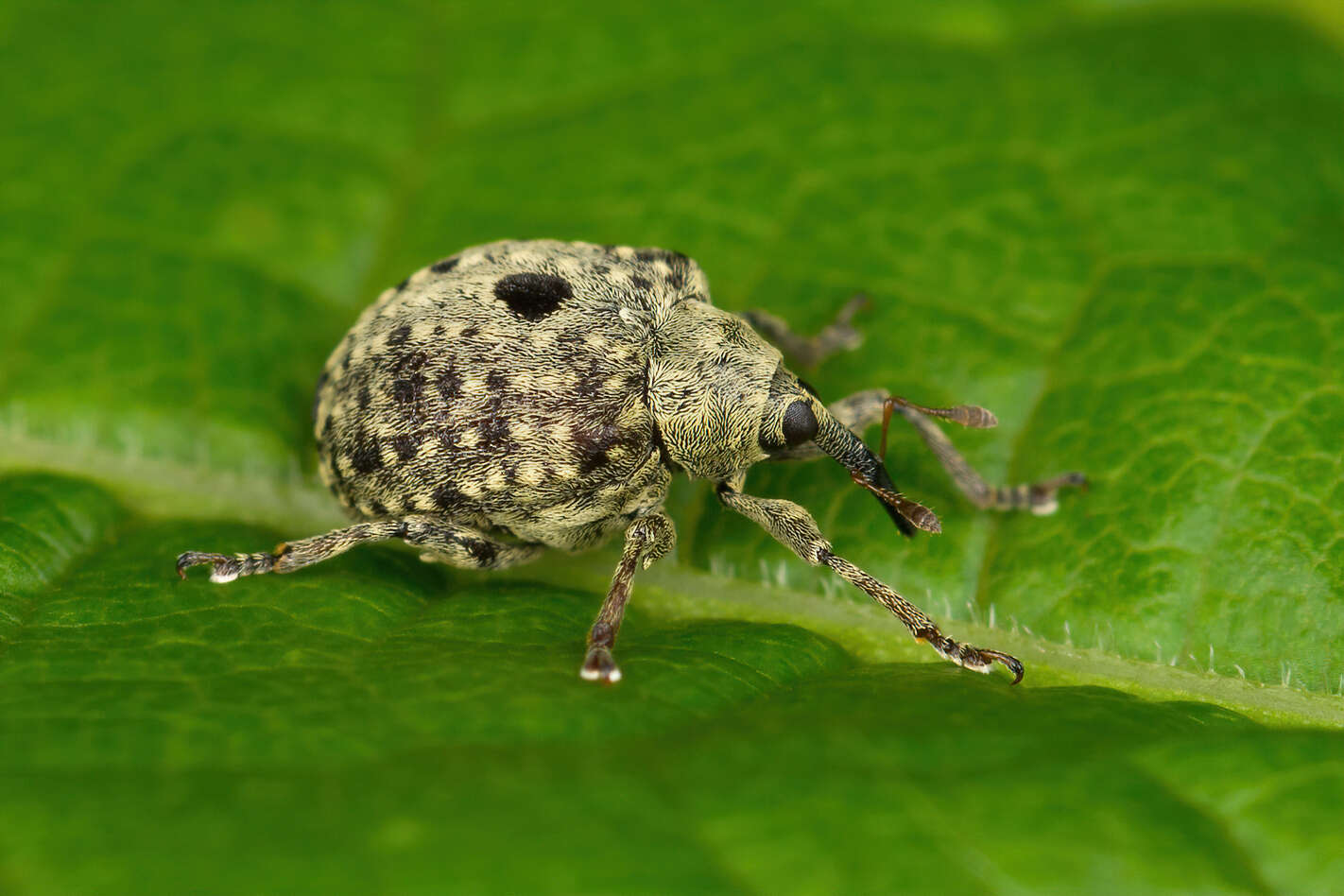 Image of Cionus hortulanus (Geoffroy & E. L. 1785)