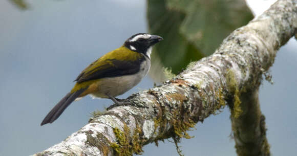 Image of Black-winged Saltator