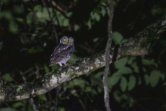 Image of Peruvian Screech-Owl