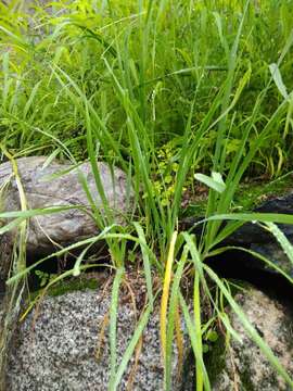 Image of Chinese chives