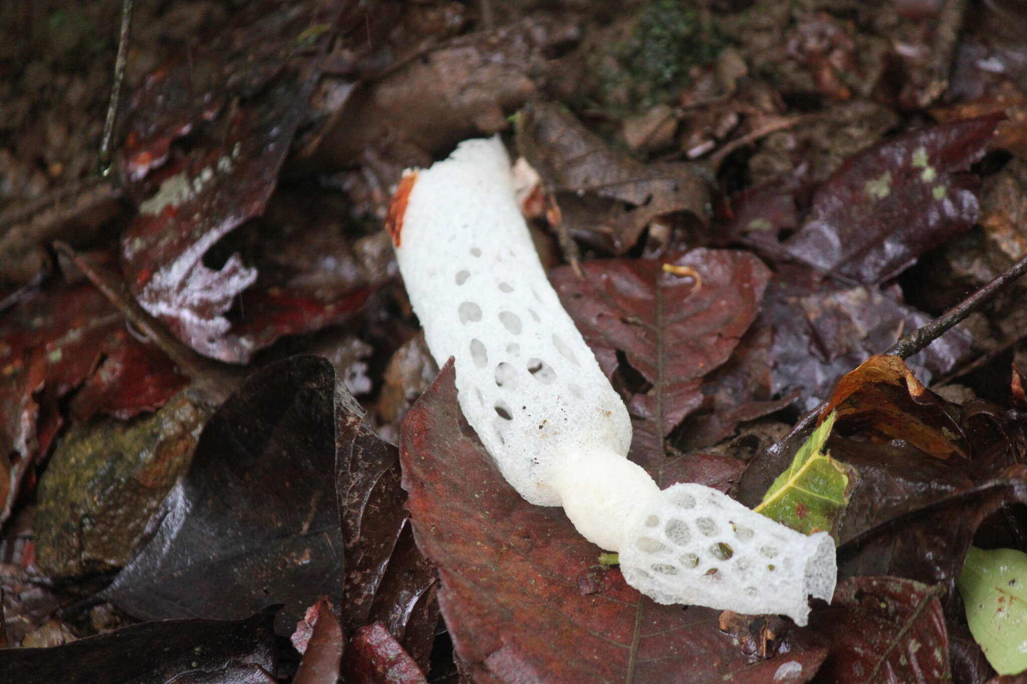 Image of Staheliomyces